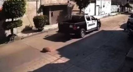 Tras atropellar a perrito en Chimalhuacán, separan de su cargo a policías municipales