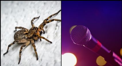 Luto en la música: Afamado cantante muere a sus 28 años; una araña lo picó en el rostro
