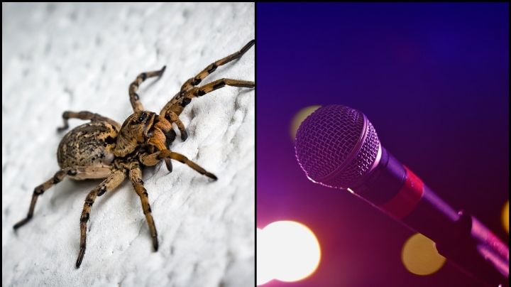 Luto en la música: Afamado cantante muere a sus 28 años; una araña lo picó en el rostro