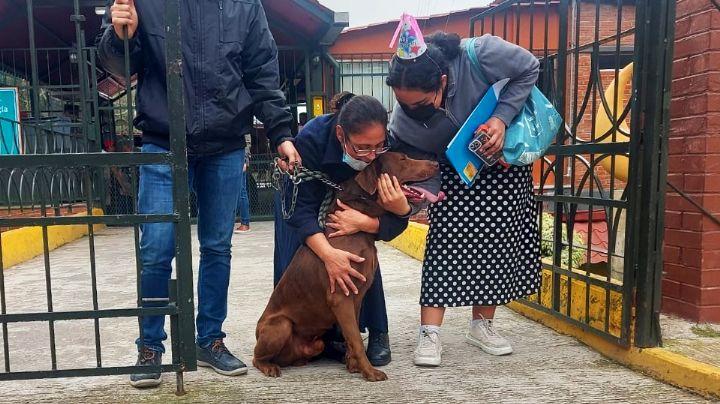 Ya está en casa: Evitan que Goliat sea sacrificado por morder a personas en Veracruz