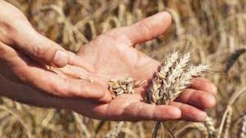 Alerta en Sonora: Productores del Sur siguen sin recibir apoyo de Segalmex