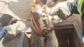 Exitoso rescate: Así liberaron al enorme cocodrilo atrapado en una alcantarilla de Tamaulipas