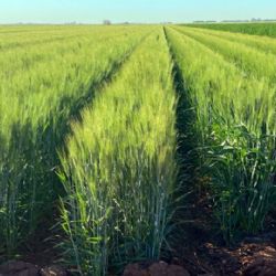 Sin reconvención en Cajeme: Cultivo de trigo predomina en el Valle del Yaqui