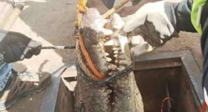 Exitoso rescate: Así liberaron al enorme cocodrilo atrapado en una alcantarilla de Tamaulipas
