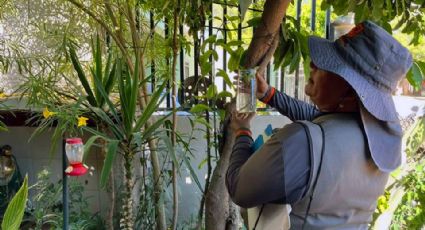 Disminuye incidencia de dengue en Guaymas durante 2023; solo van dos casos confirmados