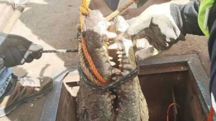 Exitoso rescate: Así liberaron al enorme cocodrilo atrapado en una alcantarilla de Tamaulipas