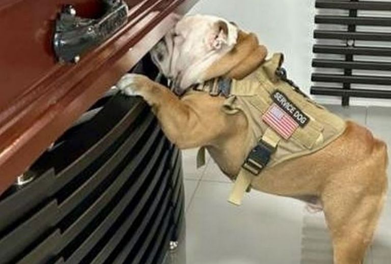 Bulldog salta frente al ataúd de su dueño en Barranquillas, Colombia