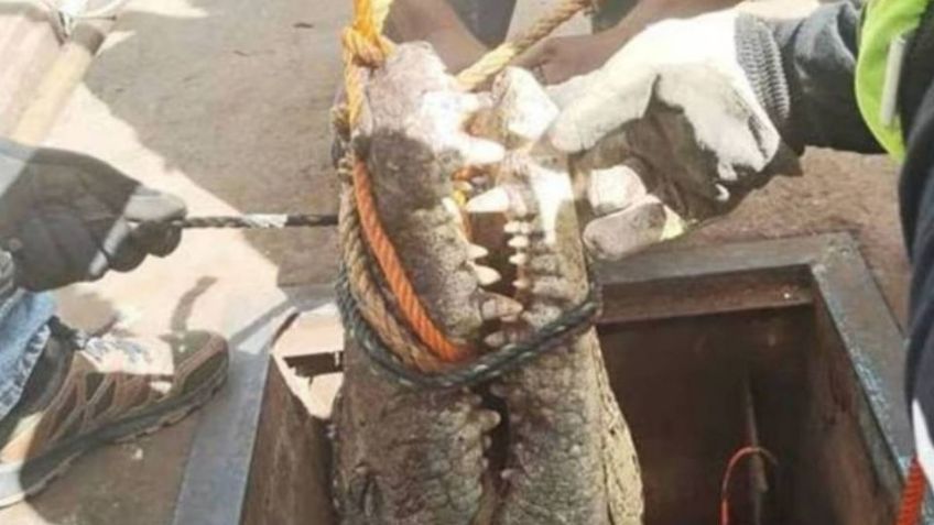 Exitoso rescate: Así liberaron al enorme cocodrilo atrapado en una alcantarilla de Tamaulipas