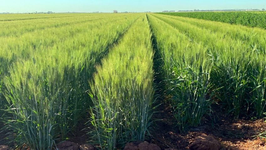 Sin reconvención en Cajeme: Cultivo de trigo predomina en el Valle del Yaqui
