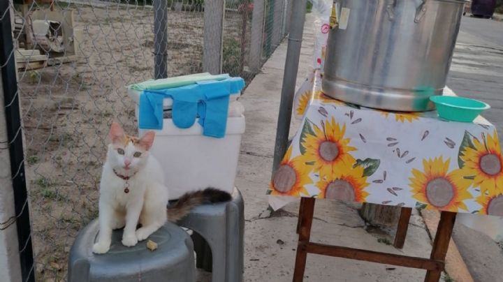 Internet de luto: Fallece 'Michitamalitos', gatita viral que vendía tamales en Tamaulipas