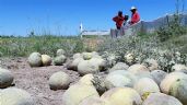 Veto al melón del valle de Guaymas por salmonela sería letal para la economía regional