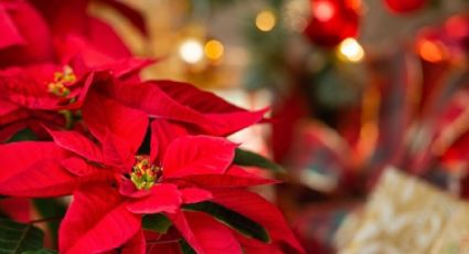 Flor de Nochebuena: ¿Cómo conseguir que dé flores muy rojas? Te enseñamos el truco