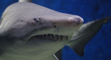 Tiburón mata a turista canadiense en una playa de Guerrero; se reporta una mujer herida