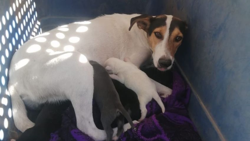 Agentes de la AMIC rescatan a perrita con sus cinco cachorros en Ciudad Obregón