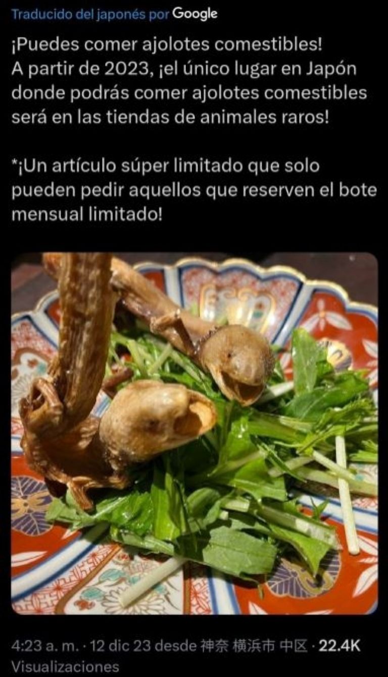 Ajolote frito en Japón