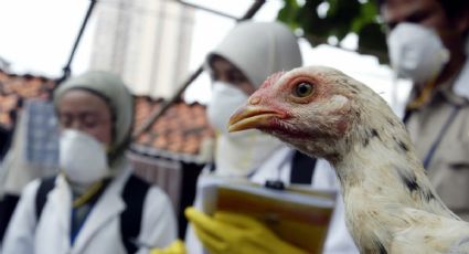 Brote de gripe aviar en Hungría: Sacrifican 26 mil 500 pavos para contener la epidemia
