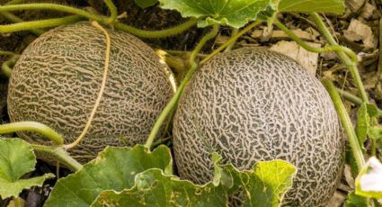 Tras investigación, Sagarhpa descarta salmonela en los melones sonorenses