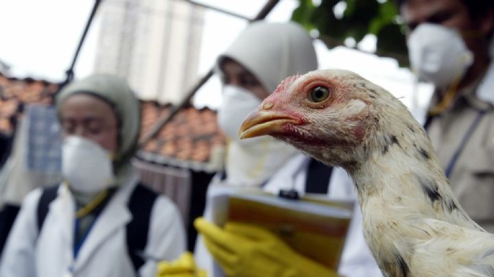 Brote de gripe aviar en Hungría: Sacrifican 26 mil 500 pavos para contener la epidemia