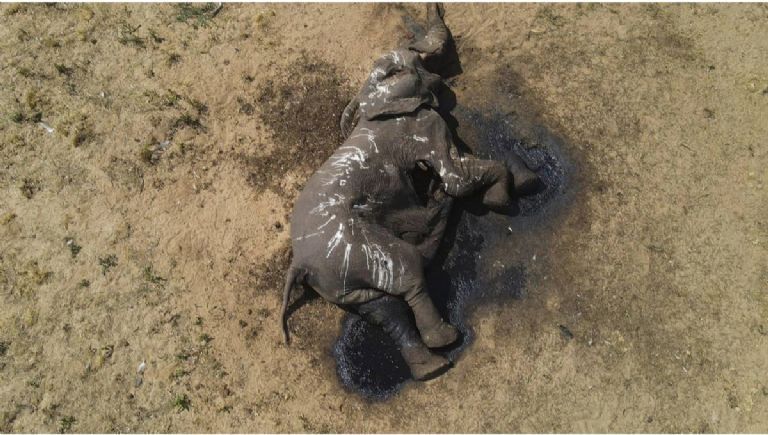 Mueren elefantes por sequías en Zimbabue