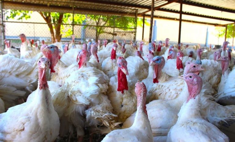 Sacrifican 26 mil 500 pavos por brote de gripe aviar H5N1 en Hungría
