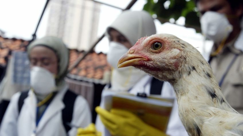 Brote de gripe aviar en Hungría: Sacrifican 26 mil 500 pavos para contener la epidemia
