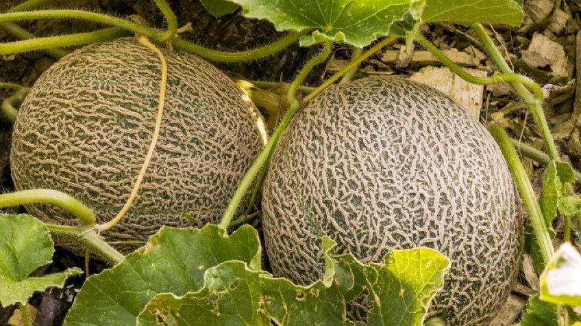 Tras investigación, Sagarhpa descarta salmonela en los melones sonorenses