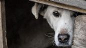 Cae Julio Franklin en el Edomex por maltrato animal; hallan a 6 perros muertos en su casa