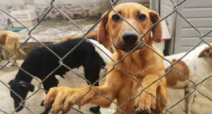 Detienen en CDMX a sujeto que torturaba y mataba perros; encuentran 6 restos animales