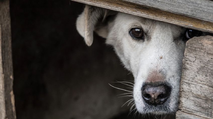Cae Julio Franklin en el Edomex por maltrato animal; hallan a 6 perros muertos en su casa