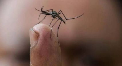 Aumento de casos de dengue: Se extiende a Europa y Estados Unidos por el cambio climático