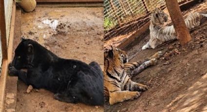 Tigres, jaguares y otros felinos pertenecientes al CJNG fueron asegurados en Jalisco