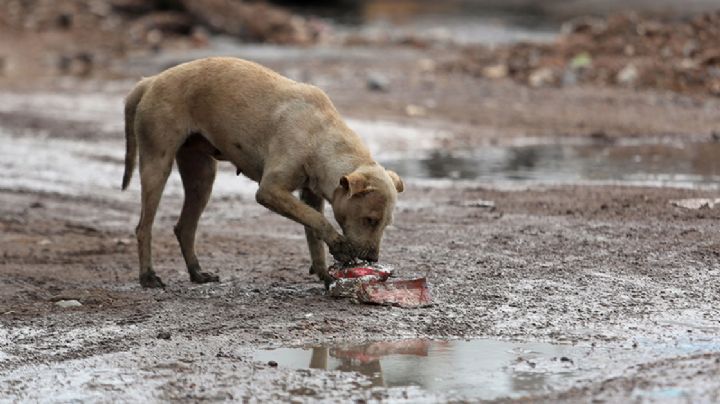 Alerta en el Edomex: Dejan cuerpo encobijado dentro de una bolsa; perros intentaban comérselo