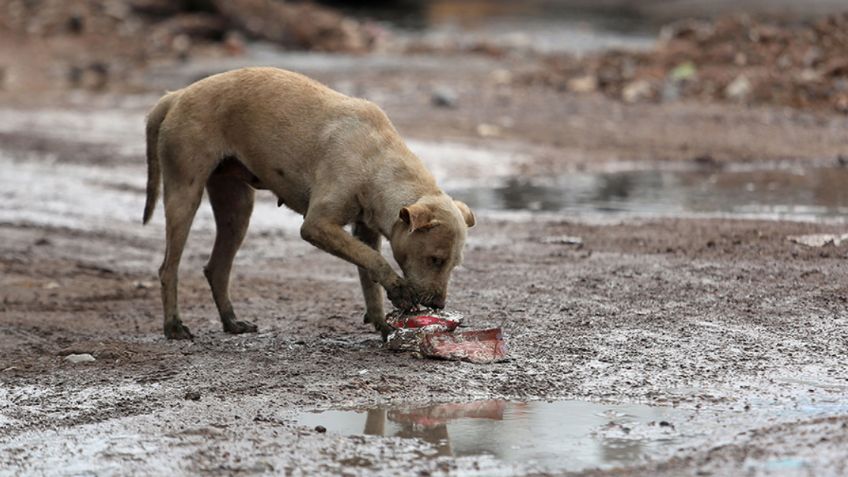 Alerta en el Edomex: Dejan cuerpo encobijado dentro de una bolsa; perros intentaban comérselo
