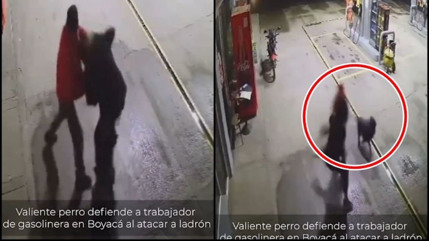 VIDEO: Perro se convierte en héroe al defender a un hombre de un ladrón en Colombia