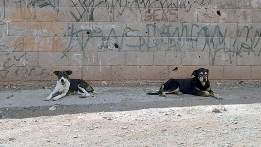 Animalistas de Guaymas piden que se actualice la Ley de Protección Animal