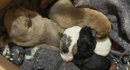 Bomberos de Navojoa rescatan a cuatro cachorritos dentro de una alcantarilla