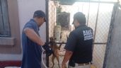Elementos de la AMIC rescatan de maltrato animal a perrita en Cajeme; tenía desnutrición