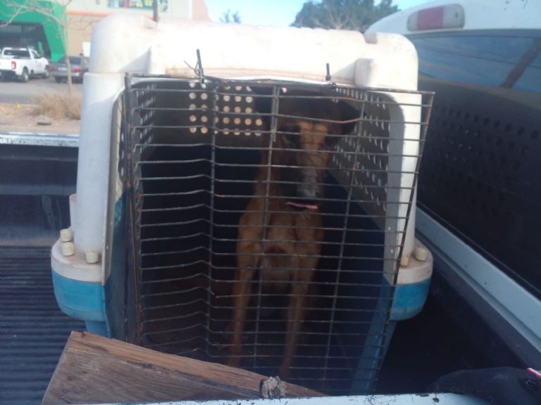 Maltrato animal Cajeme