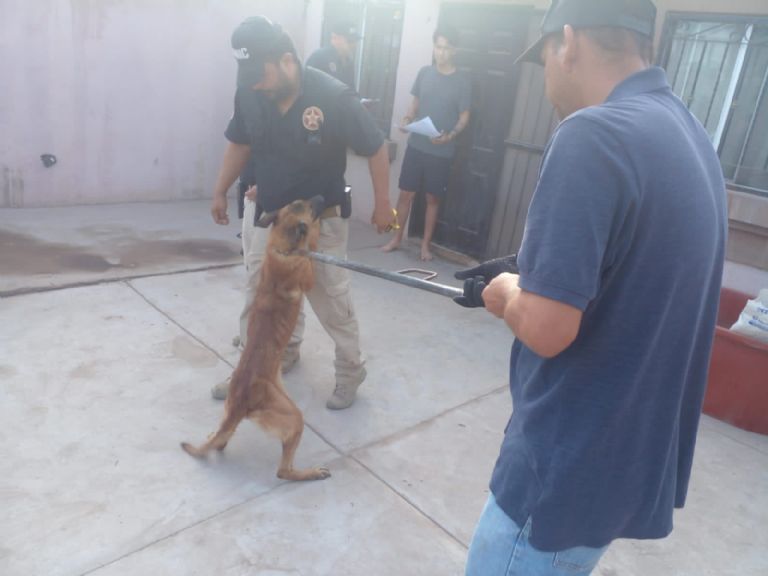 Maltrato animal Cajeme