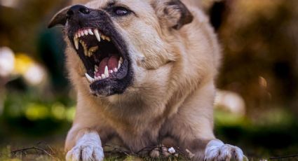Alerta en Sonora: Perro ataca a una mujer en Nogales; era la mascota de su vecino