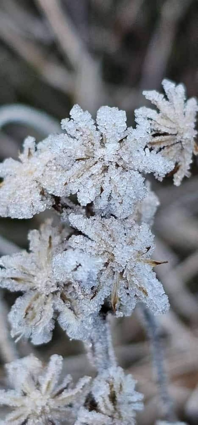 Yécora 'amanece' con temperaturas menores a los -10°C. Foto: Facebook