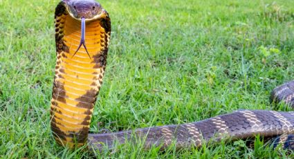 India: Encantador de serpientes enfurece a una cobra; ella le da dos mordidas y lo mata