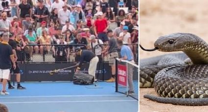 VIDEO: Serpiente venenosa irrumpe en juego del ATP de Brisbane y lo retrasa 40 minutos