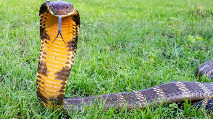 India: Encantador de serpientes enfurece a una cobra; ella le da dos mordidas y lo mata