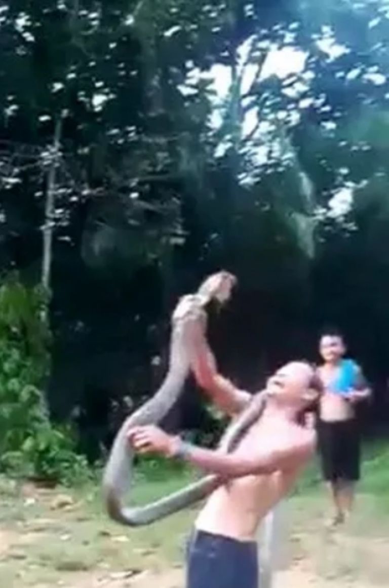 Encantador de serpientes es mordido por una cobra 