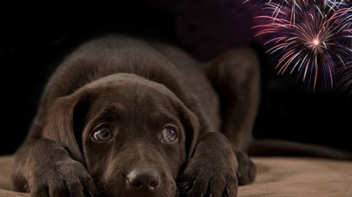 ¿Cómo calmar a tu perrito ante los fuegos artificiales? 3 formas de reducir el miedo
