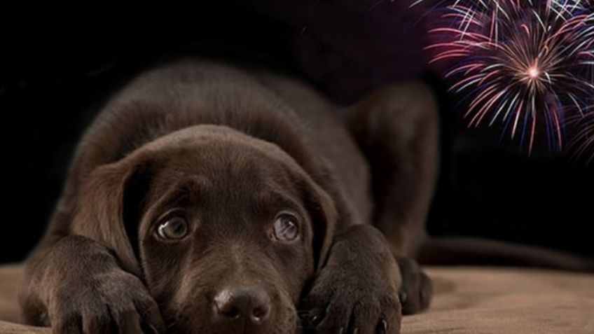 ¿Cómo calmar a tu perrito ante los fuegos artificiales? 3 formas de reducir el miedo