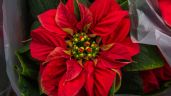 Nochebuena: La flor mexicana que embellece la Navidad, productores y cuidados
