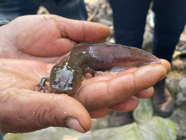 Ajolote atigrado en Edomex 