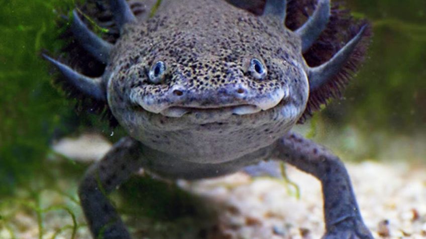 Conoce al ajolote atigrado, especie originaria del Edomex y en peligro de extinción